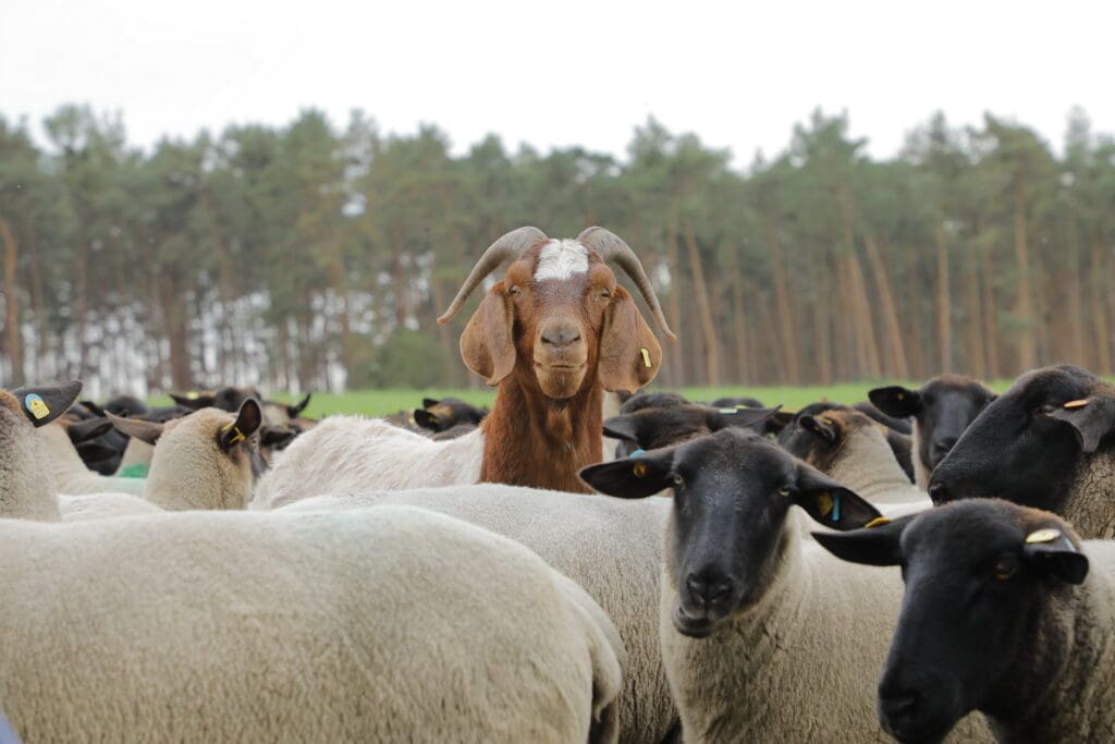 Neugierig: die Suffolk-Schafe, unter die sich auch einige Ziegen gemischt haben.