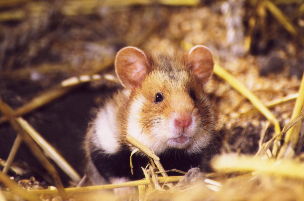 Ein Hamster im Feld