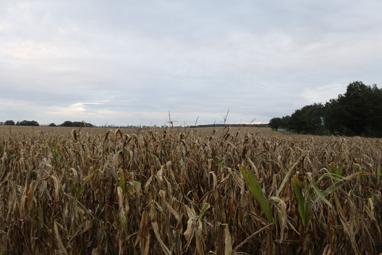 Feld