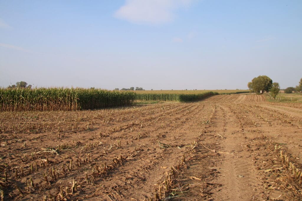 Ein Maisfeld beim Maishäckseln bei der Agrofarm Lüssow