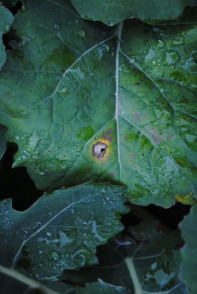 Vereinzelt findet man Phoma. Typisch für die Wurzelhals- und Stängelfäule sind Flecken, die zuerst gelblich sind und später im Zen trum absterben. Auf den Nekrosen wachsen kleine, schwarze Sporenbehälter, die sogenannten Pyknidien.