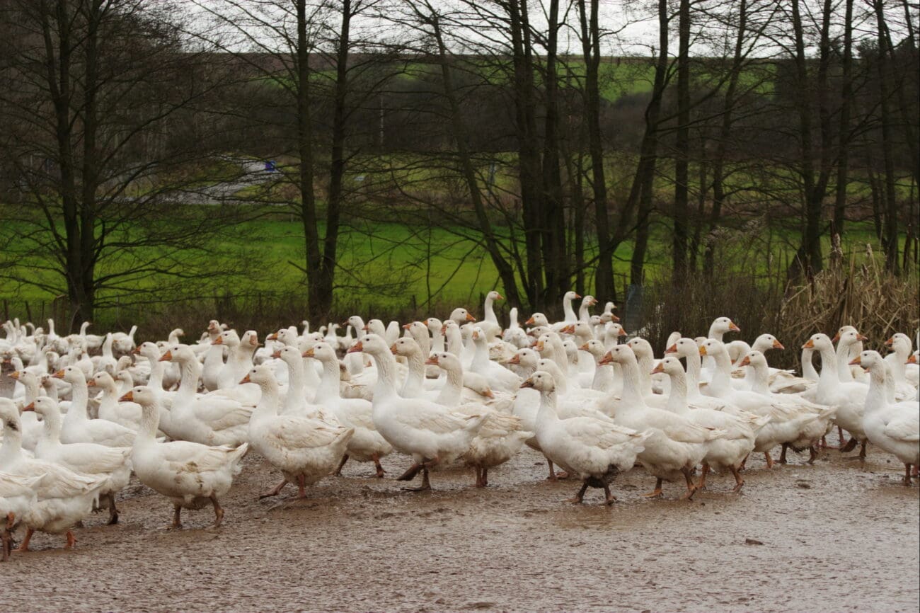 Eine Herde Gänse steht auf dem Hof.