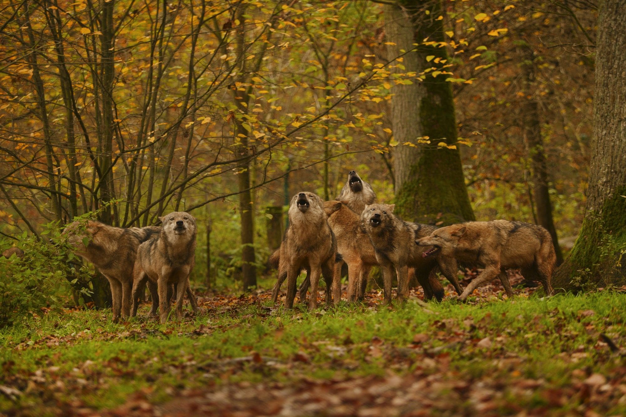 Wolfstötung Gericht spricht Jäger frei Bauernzeitung