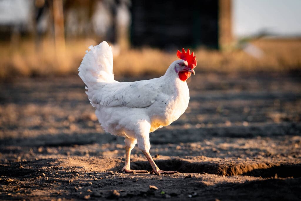 Huhn in Freilandhaltung.