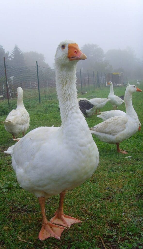 Gans
