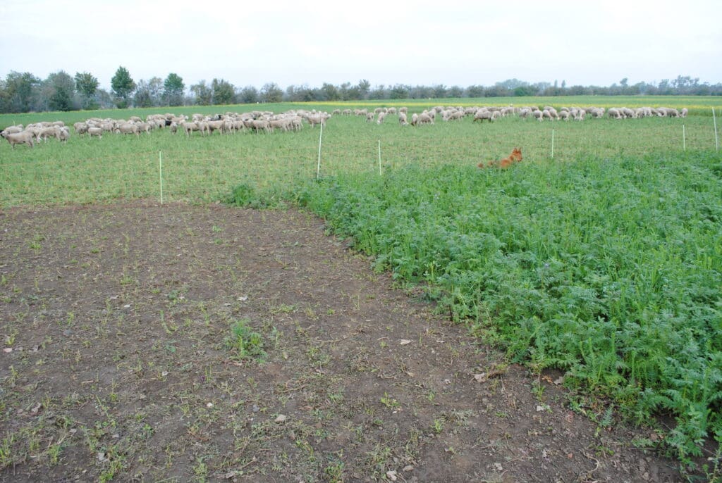Schafherde grast parallel zum bewirtschafteten Acker