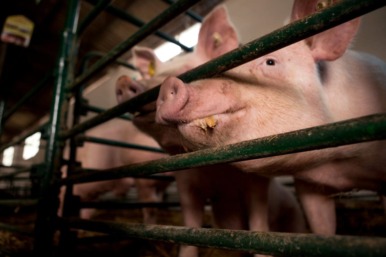 Schwein-im-Schweinestall