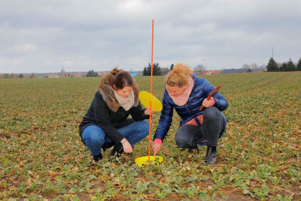 Austausch bei Feldbegehung in Glienicke am ersten schneefreien Tag im Februar in Weizen und Raps 