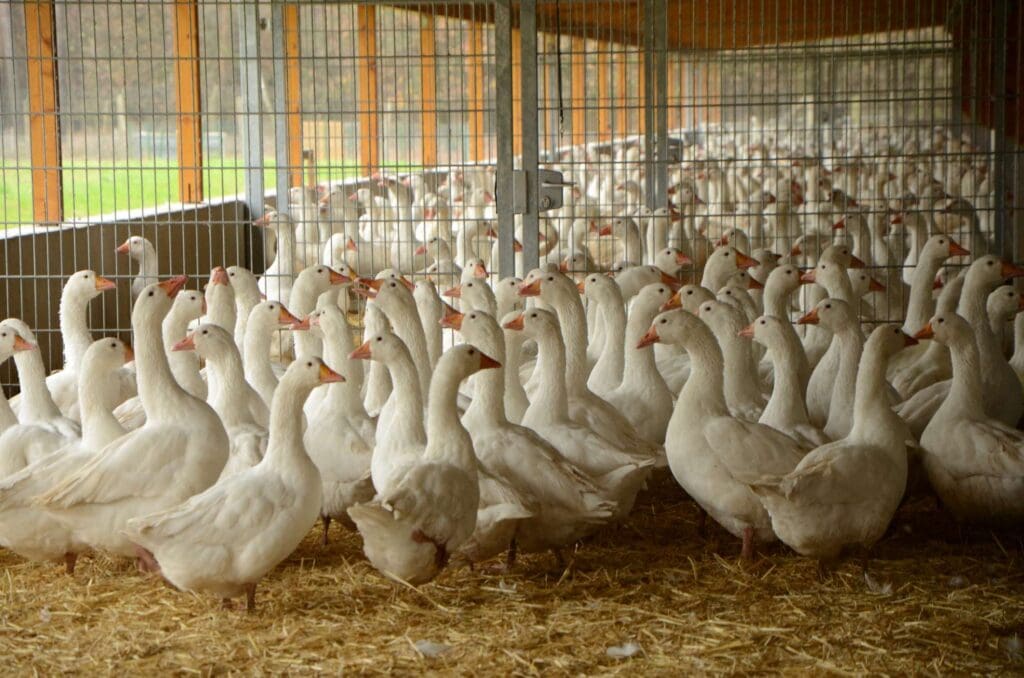 Gänse in einem Stall, dessen Seiten offen, aber vergittert sind.