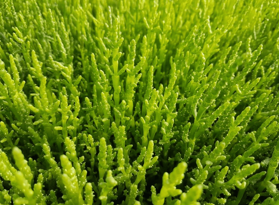 Salzpflanze-Grow Up Salicornia GbR
