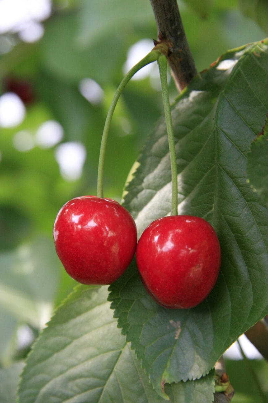Zwei rote Kirschen hängwn vor grünen Blättern am Kirschbaum.