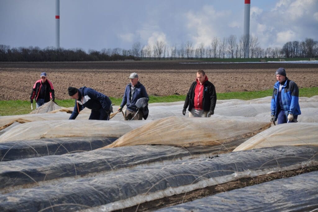 Die ersten polnischen Saisonarbeiter ernten den Spargel, der unter den Minitunneln wächst.