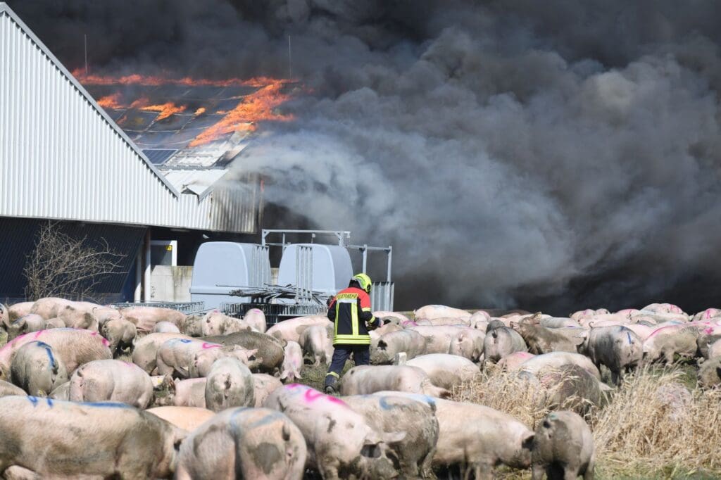 Großbrand Schweinezuchtanlage Alt Tellin