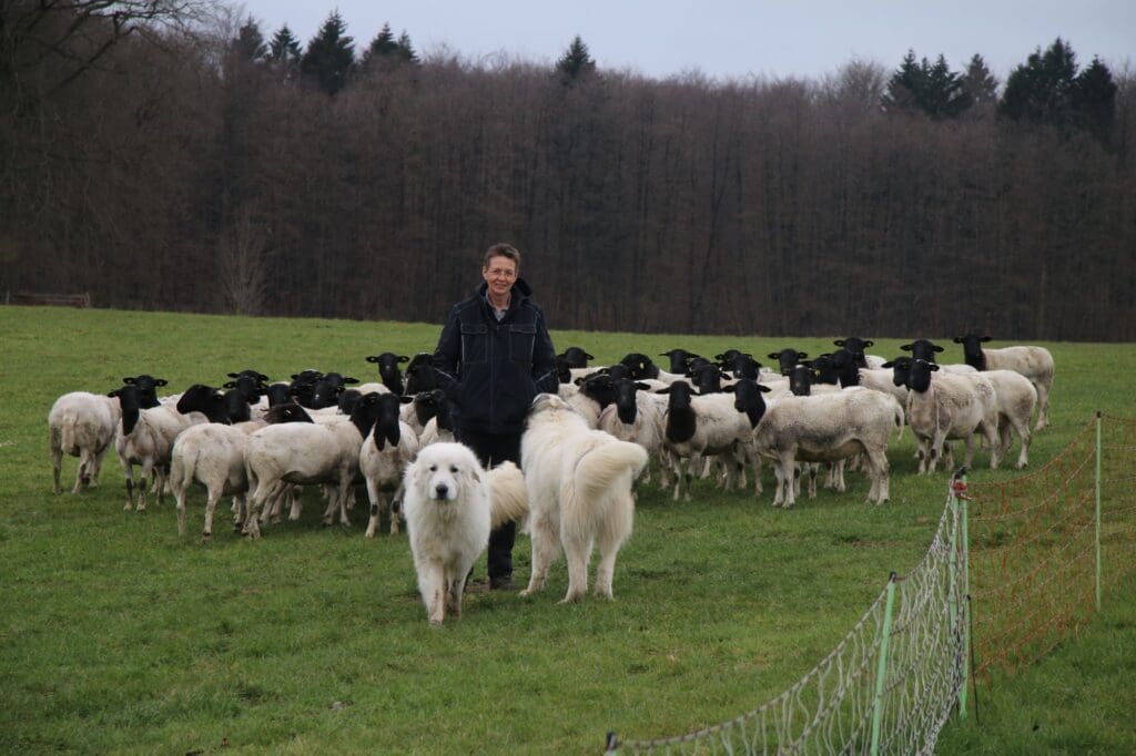 Susanne Petersen mit den Herdenschutzhunden Charlie und Eisbär bei einer Dorperherde am Rande von Qualitz bei Bützow. Eine Woche nach der Wolfsattacke sind die Schafe immer noch verängstigt.