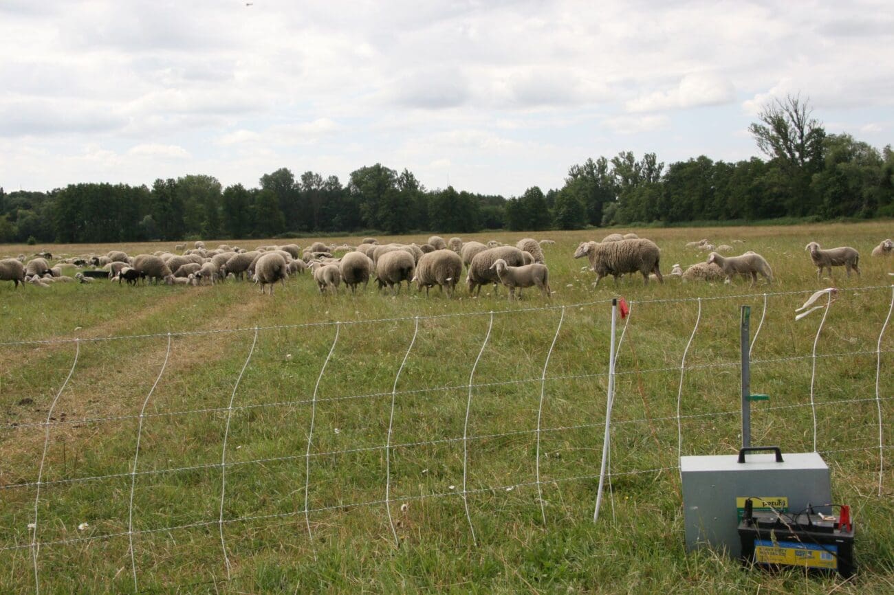 IMG_1177 (1)_1333 Schafe auf der Weide
