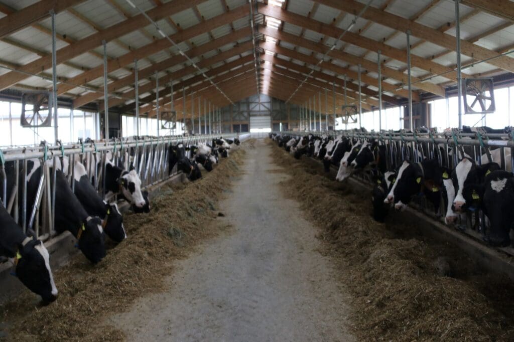 Milchproduktion Platkow, Kühe im Stall