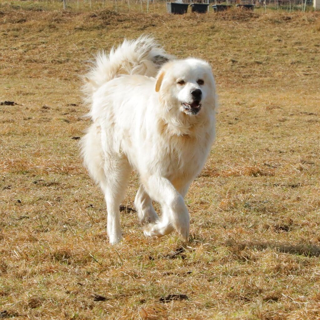 Herdenschutzhund