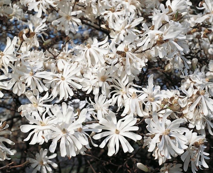 Sternmagnolie