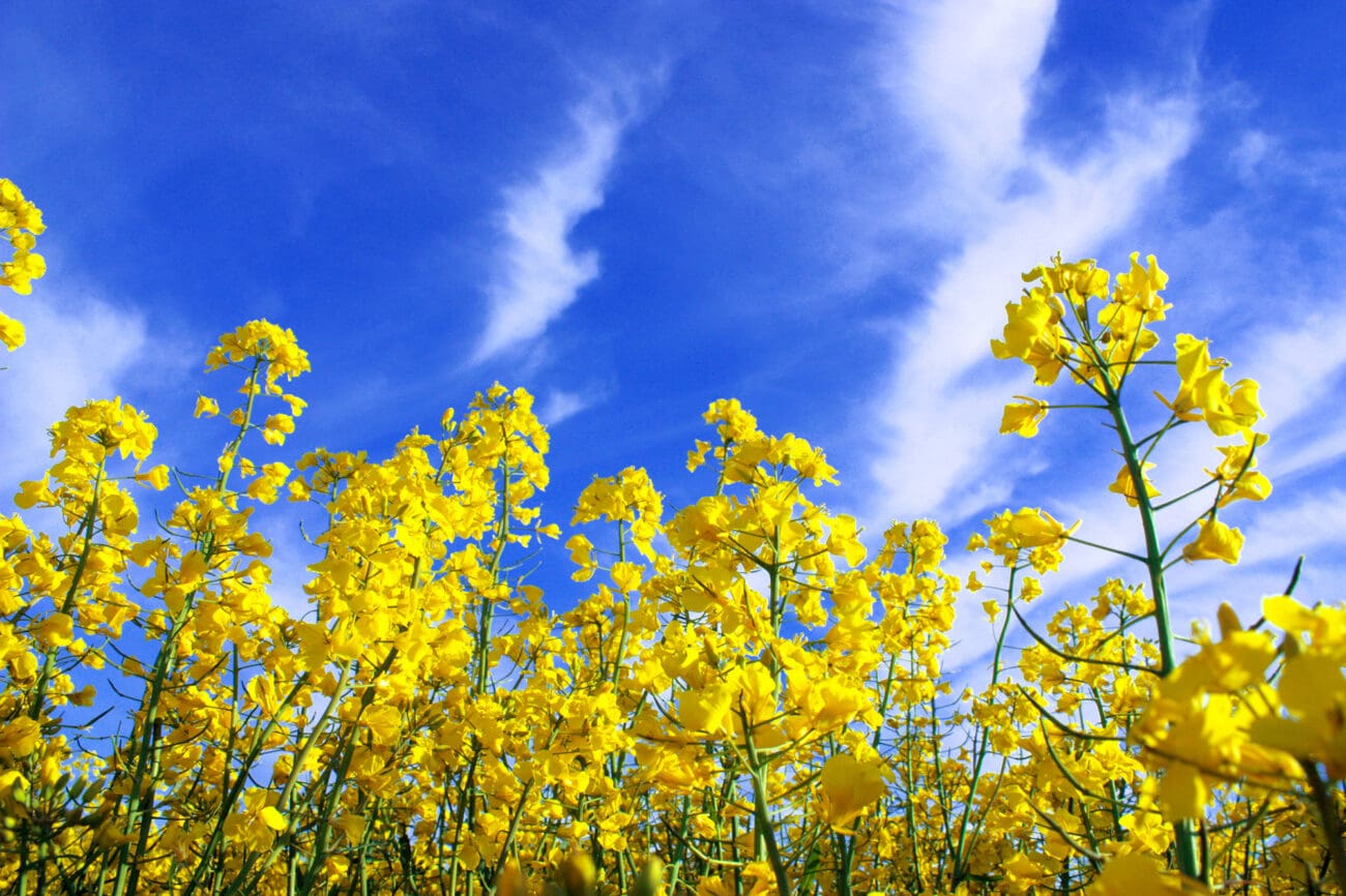 Rapsfeld mit blauem Himmel und Wolken