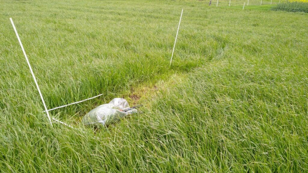 Der Ackergrasbestand in Dummesrtorf hat sich trotz der niedrigen Temperatuern gut entwickelt. Foto Jan Achilles