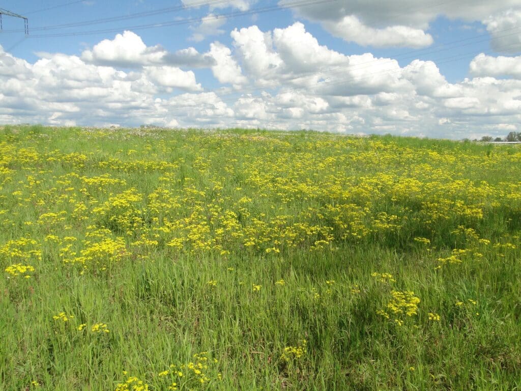 Blühende Wiese mit Frühling-Kreuzkraut