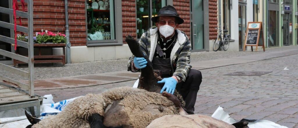 Schäfermeister Stoll mit vom Wolf gerissenen Schafen auf dem Stralsunder Boulevard