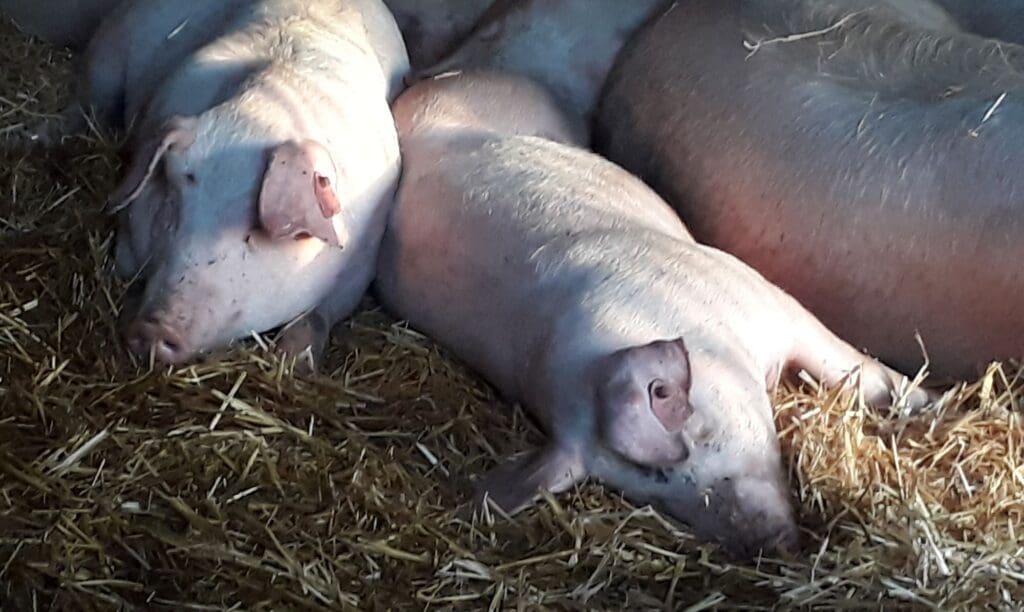 Leicoma-Schweine auf Stroh in der Stallanlage