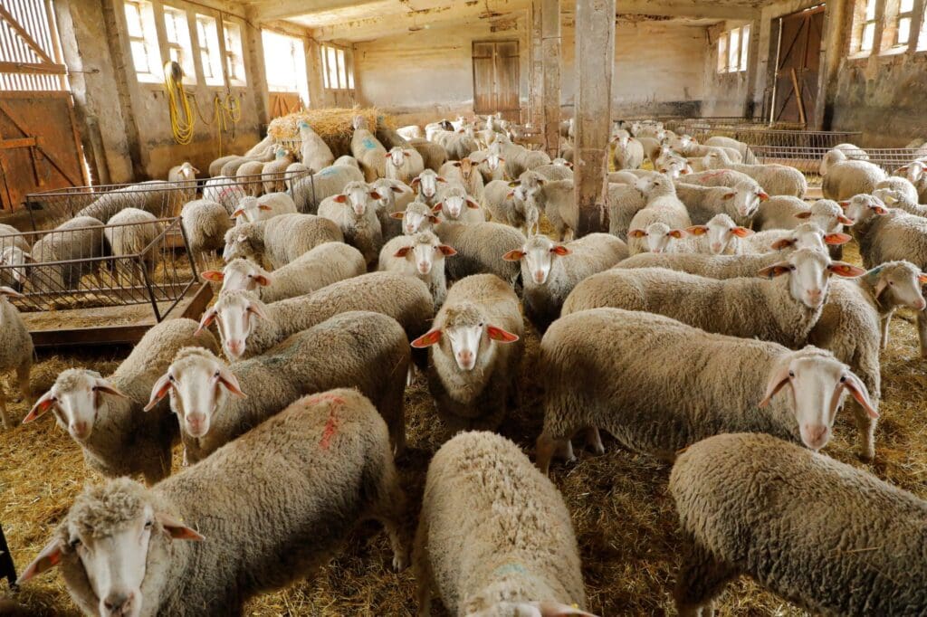 Nicht nur Merino-Langwoll- und Merino-Fleischschafe brauchen für eine erfolgreiche Lammzeit energiereiches Grundfutter.  