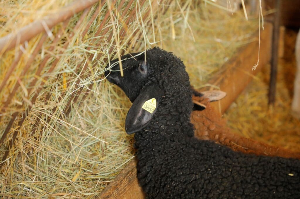 Mit dem richtigen Anteil von Kräutern schmecken Gras und Heu. Das wirkt sich positiv auf die Futteraufnahme aus. 