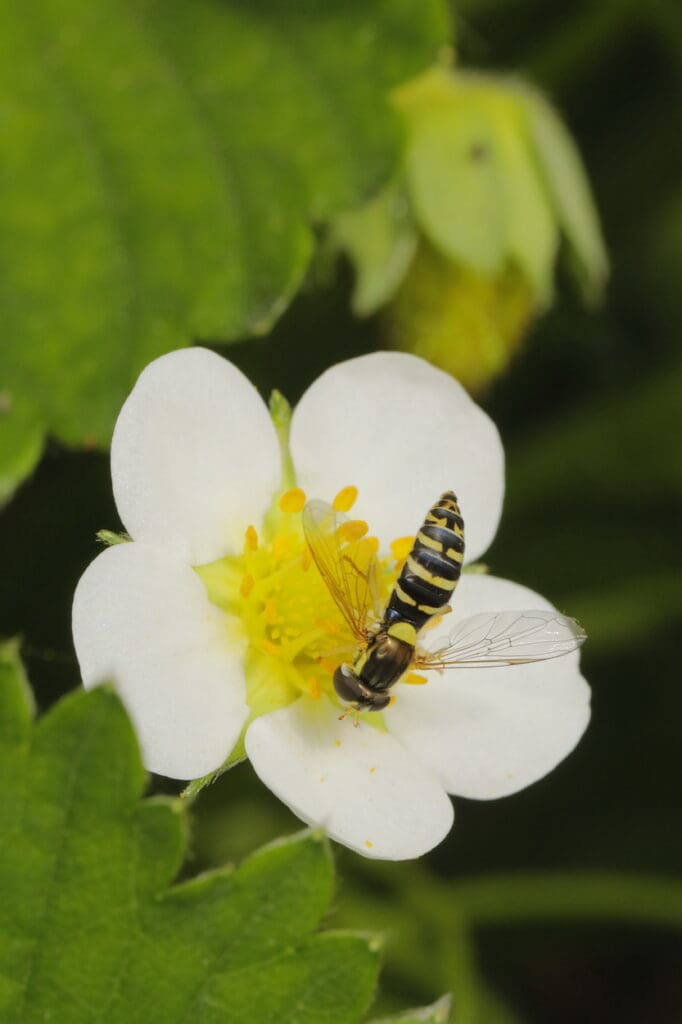 Insekt an Blüte