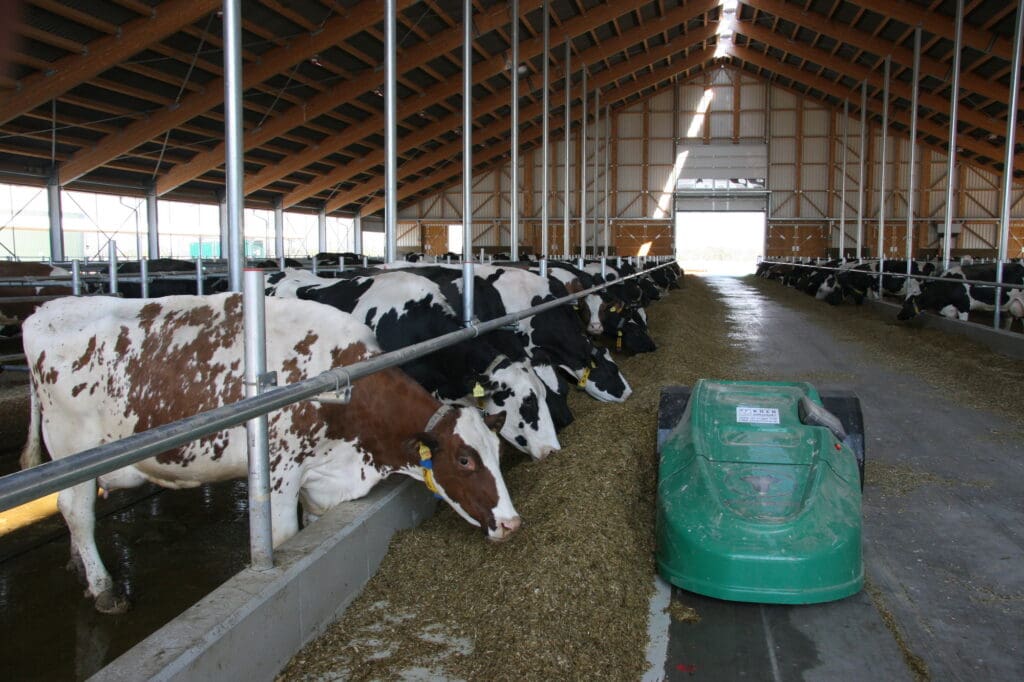 Der neue Kuhstall in Großzschocher ist hell und luftig und bietet den Kühen viel Tierwohl.