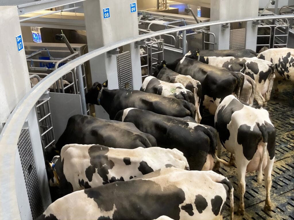 Vom Vorwartehof des Melkhauses erhalten die Kühe Zutritt zu den Melkrobotern.