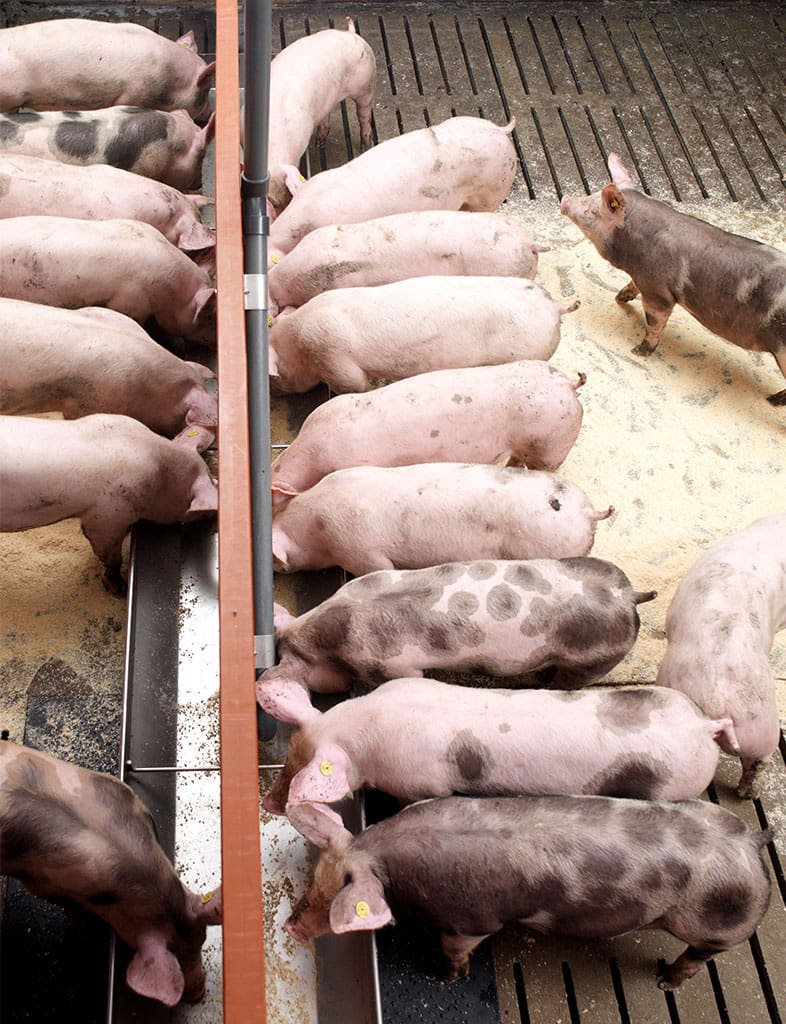 Fütterung von Schweinen an einem Trog