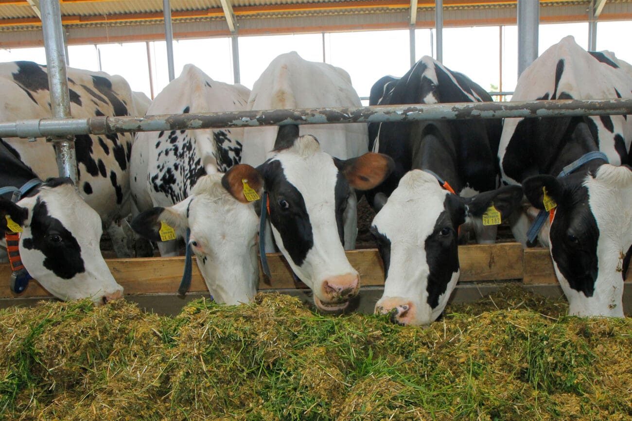Milchkühe beim Fressen