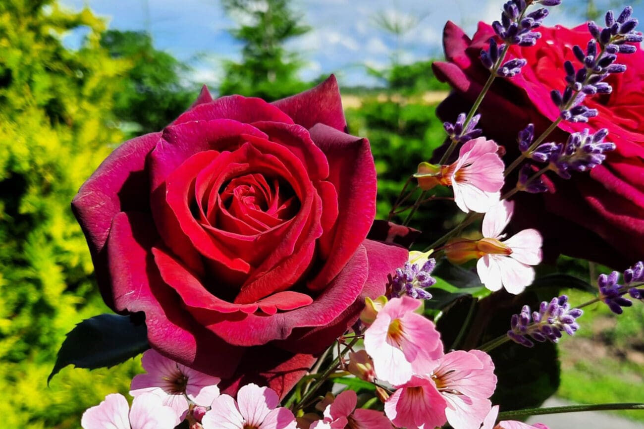 Rosenblüte