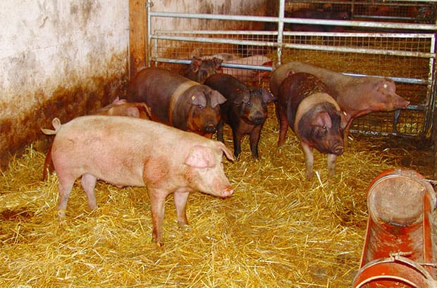 Glückliche Schweine auf Stroh.