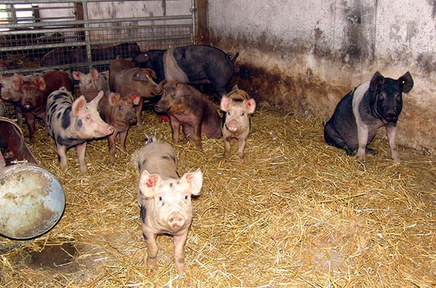 Glückliche Schweine auf Stroh.