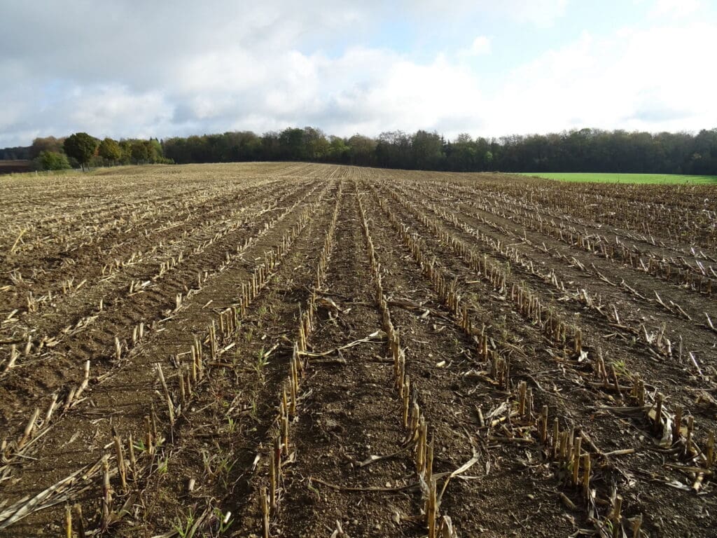 Maisstoppelfläche nach der Ernte mit Spuren durch den  Transportverkehr