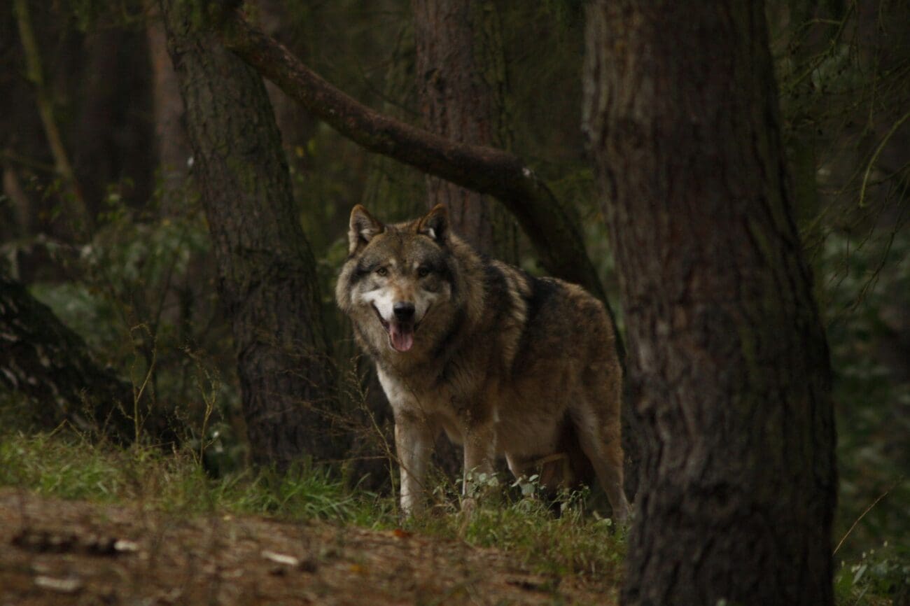 2009_10_22_rue_0064 Wolf im Wildpark Schorfheide.