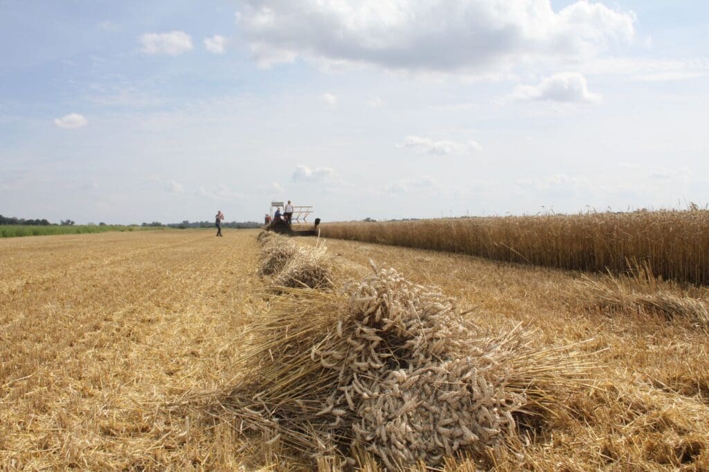 Die Getreidegarben werden für das Hoffest im kommenden Jahr gebraucht. 