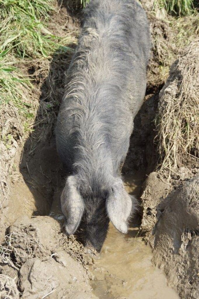 Die Sauen graben sich Löcher an  feuchten Stellen, um darin zu suhlen.