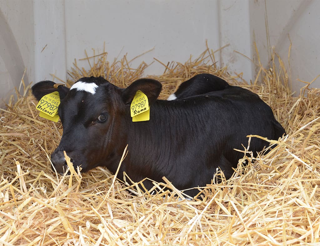 Ein Kalb liegt auf Stroh im Landwirtschaftsbetrieb Schröter Tilleda