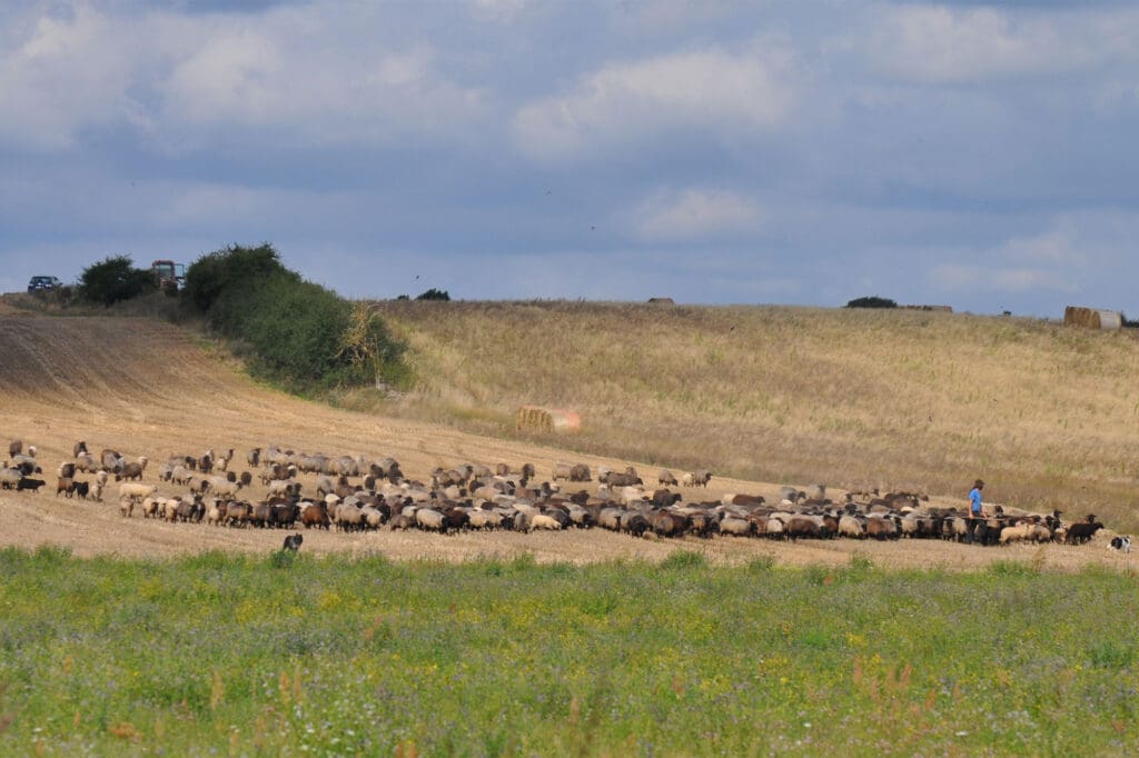 Schafherde der Schäferei Hullerbusch auf einem Feld bei Carwitz