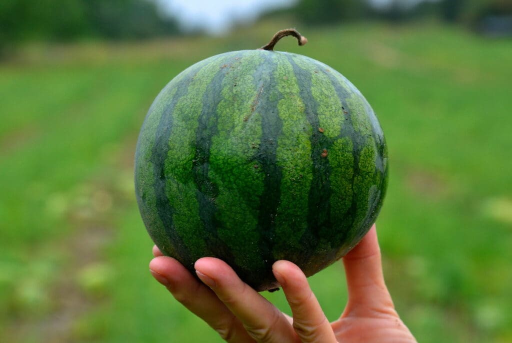 Die „Kindermelone“: besonders süß, wenig Kerne.