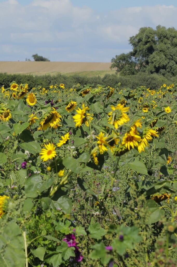 Bienenweide: Mit einem Imker zusammengestellte Blühmischungen mit zwölf Komponenten bieten Insekten reichlich Nahrung.