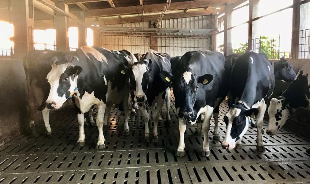 Kühe im Kuhstall Milchviehhaltung Susanne Gnauk g Geschichten aus dem Kuhstall