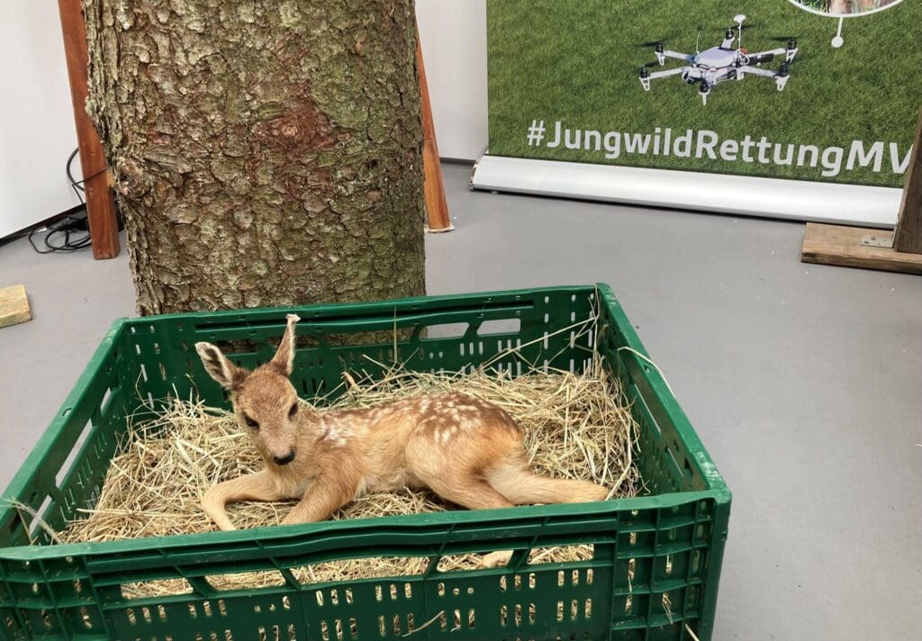 Die Wildtierretter MV präsentieren sich am Stand des Landesjagdverbandes. Das täuschend echte Kitzpräparat zieht viele Blicke auf sich.