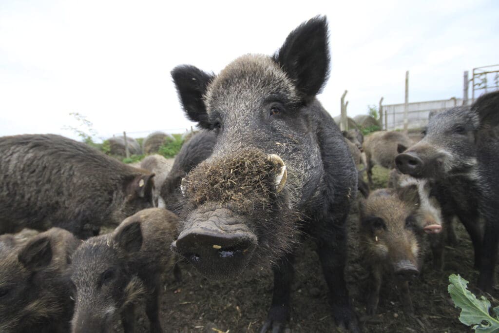 Wildschweine im gehege.