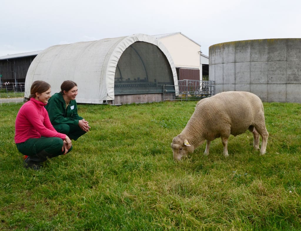 Auszubildende Schaeferin und Tierwirtin beobachten ein Schaf auf dem LVG-Koellitsch