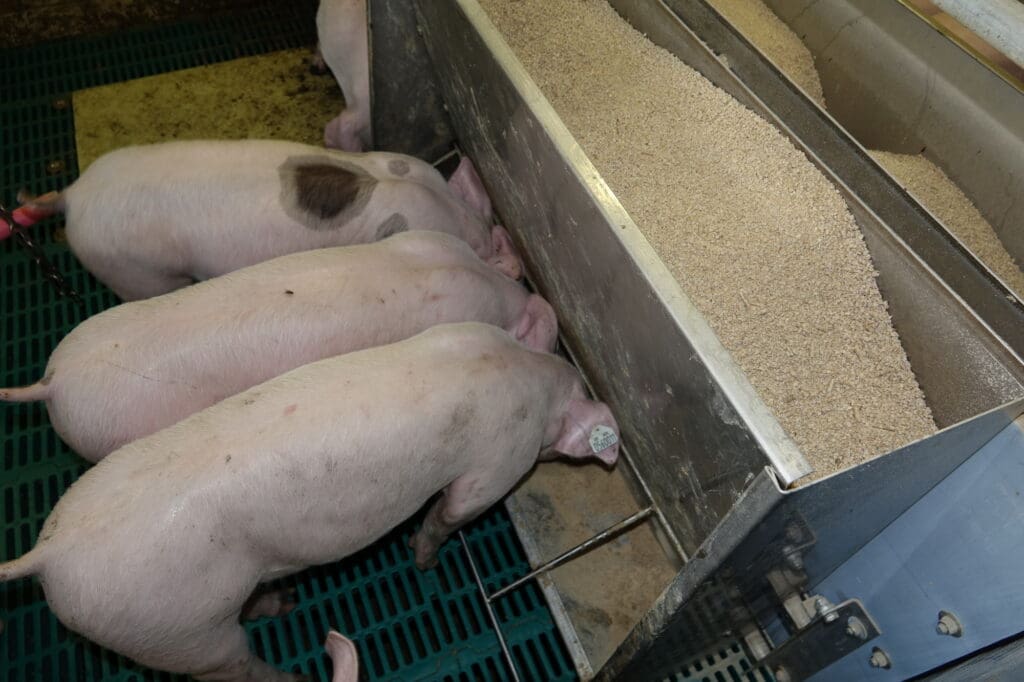 Körnerleguminosen werden von Schweinen gerne gefressen.